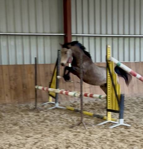 Pfs coup de cœur assuré 