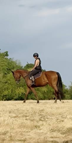 Recherche demi-pension – jument  5 ans