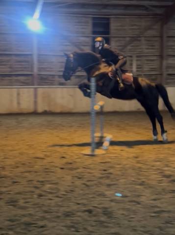 Superbe  jument noire 