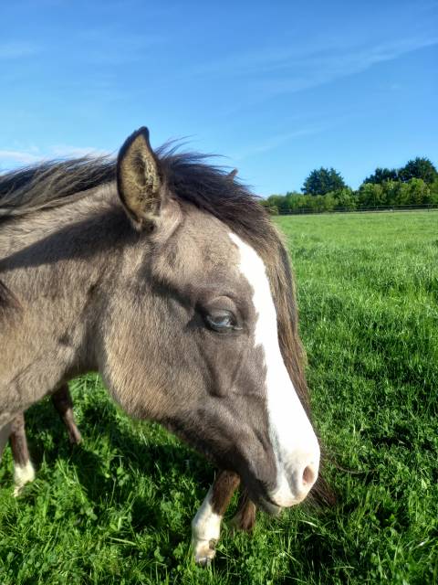 Pouliche paint horse 
