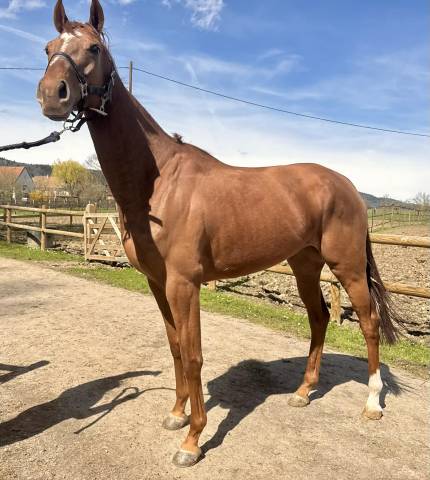 Magnifique jument 5 ans pour poulinière