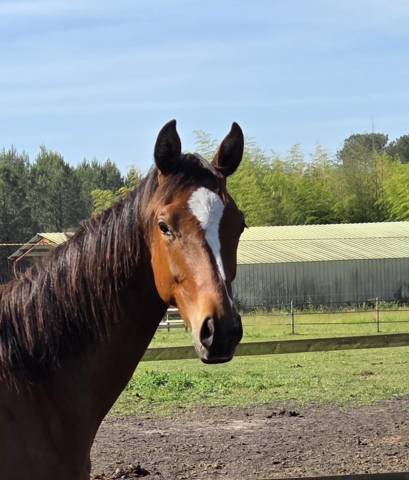 Dsa akhal teke