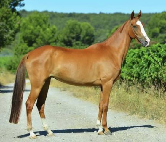 Poulinière akhal téké