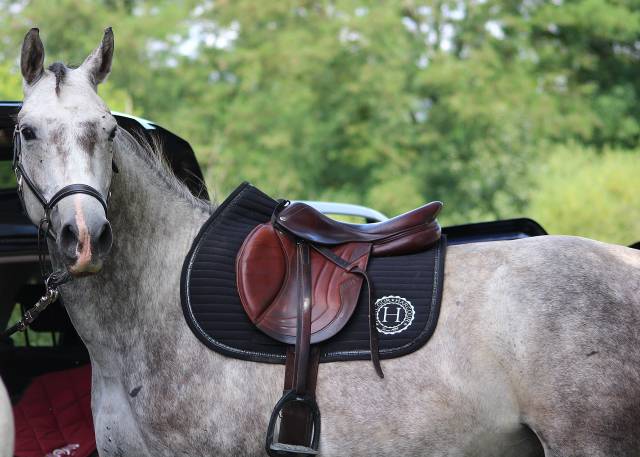 Selle CWD  quartiers 2C normaux