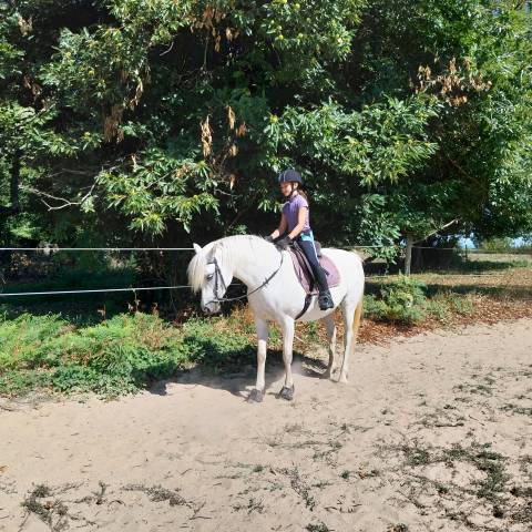 Ponette connemara 12 ans par dexter leam pondi