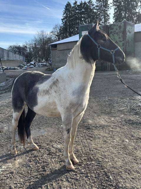 Jeune hongre onc de 3 ans