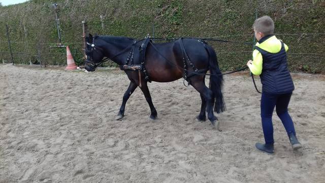 Harnais pour Attelage 