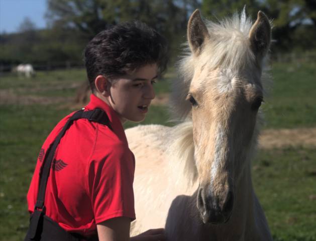 Pouliche 2025, palomino, nées de parents lusitaniens