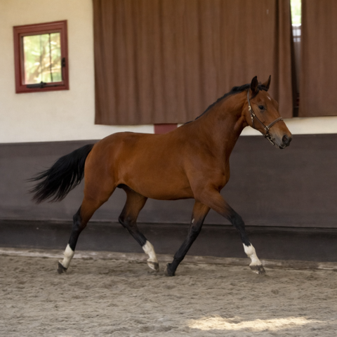 Hongre - selle français - 2 ans - dressage - france