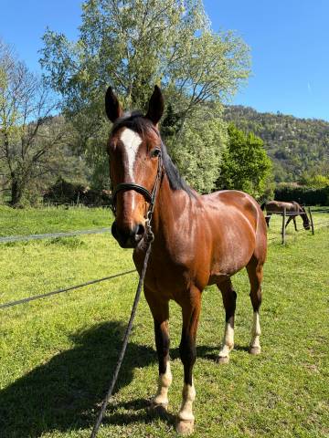Hongre sf 4 ans, très bonnes origines 