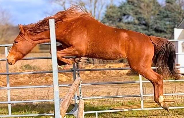 Jument 2 ans – potentiel cso – poney sport new forest