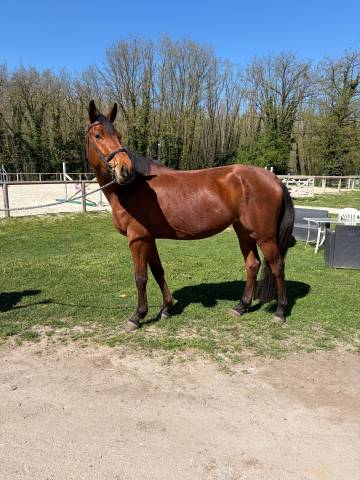 Jument 4 ans sf top origines cso 