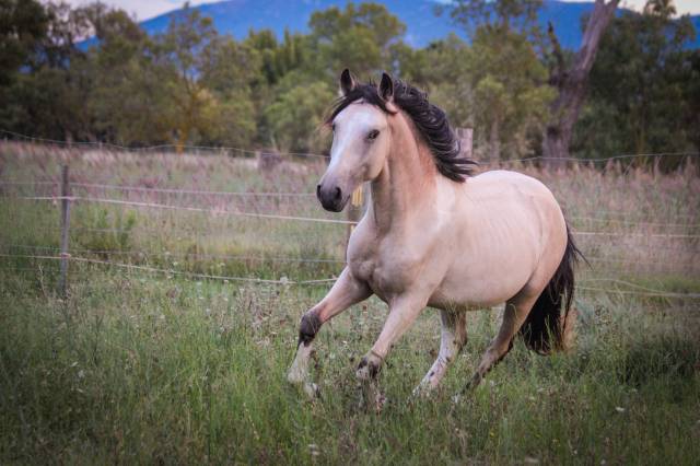 Numenor : numenor - étalon oc