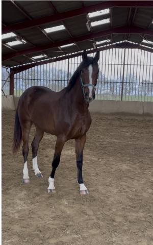 Jument 3ans selle français 