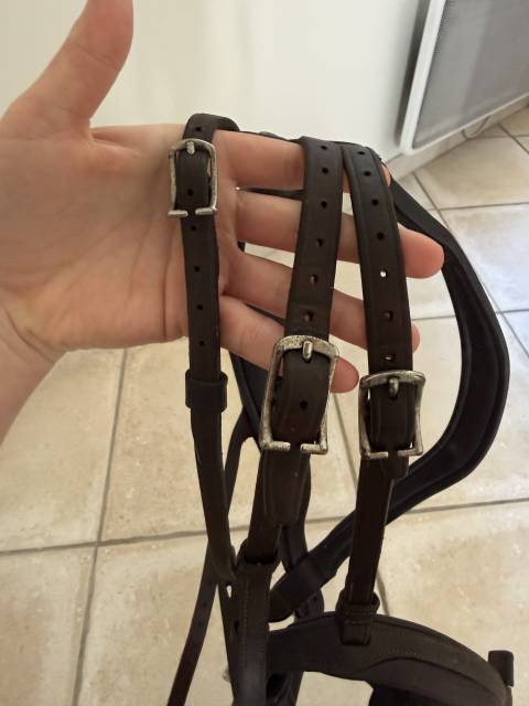 Filet Antares anatomique 