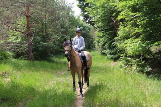 Poney d de cce à louer