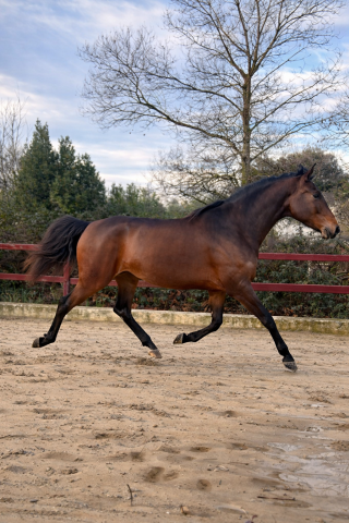 Jument - lusitanien x kwpn - 5 ans - dressage - france