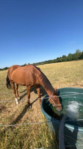 Jument pur sang 12 ans potentiel obstacle