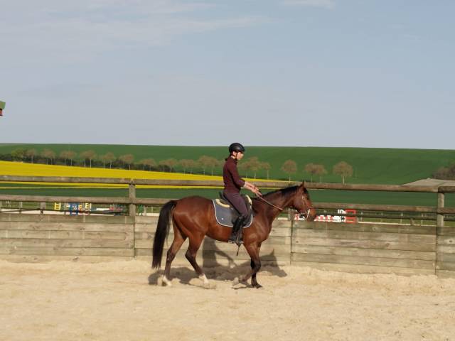 Hongre arabe - 3 ans - débourré 