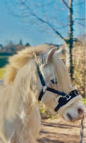 Poney hongre   13 ans