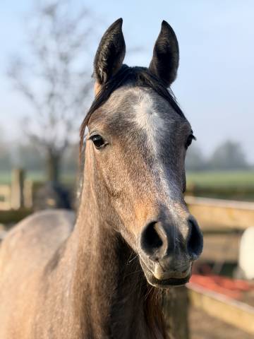 Pouliche psa chic et gentille