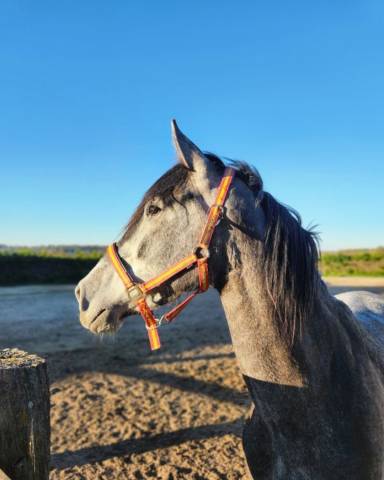 Jument espagnol 3ans