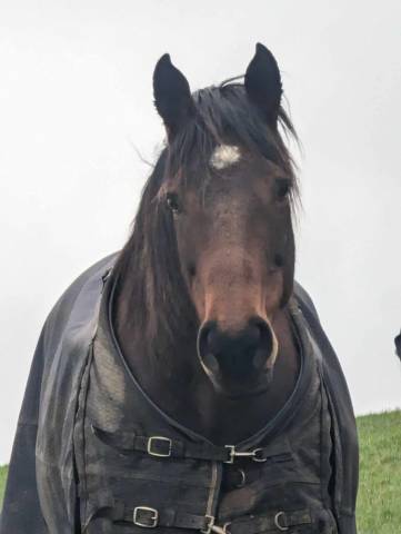 Jolie jument pur sang