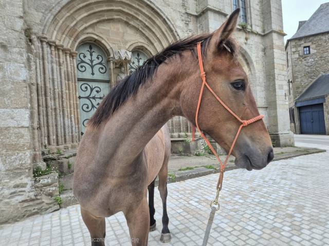 Poulian sf par grimsky semilly