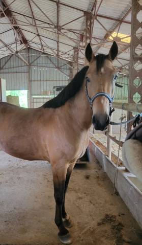 Poney connemara 6 ans hors taille 