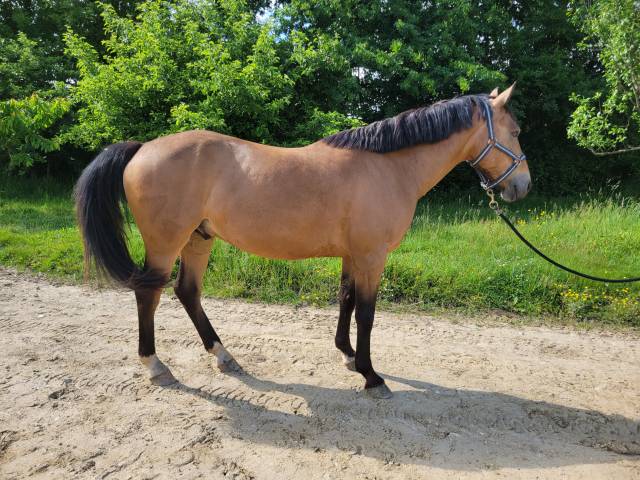 Poney connemara 6 ans hors taille 