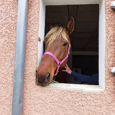 Propose demi pension - lynt jeune cheval de 5 ans