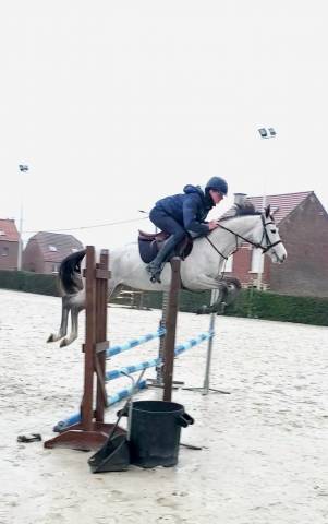 Jument de sport de 5 ans par colorit z