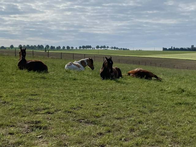 Haras des cosmiques