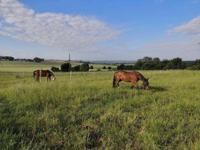 Haras des cosmiques