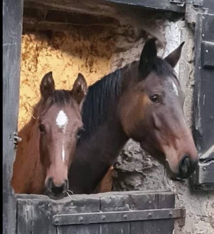 Poulinière aa 2018 5,5 points pace