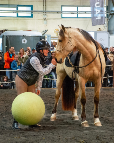 Olivio angostura, superbe hongre pre isabelle de 5 ans