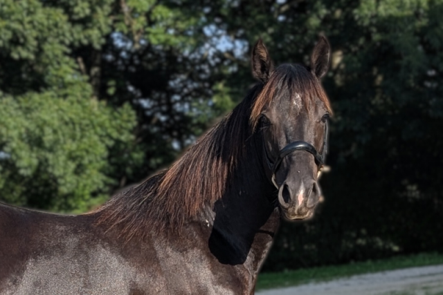 N' joy, superbe quarter horse mâle de 2 ans au caractèr