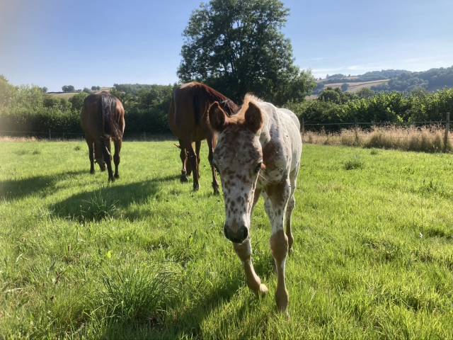 Haras au cœur des possibles – bourgogne (luzy)