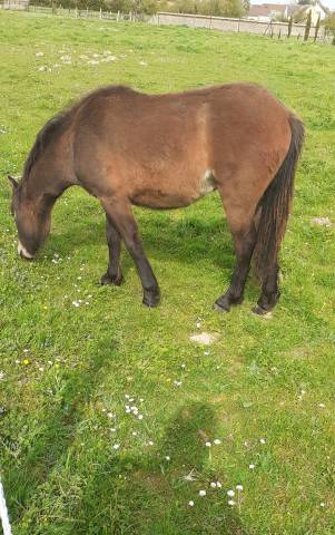 Poulain dartmoor plein papier