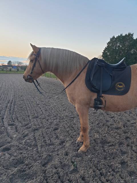 Selle de Dressage Zaldi New Kent - 16,5" 