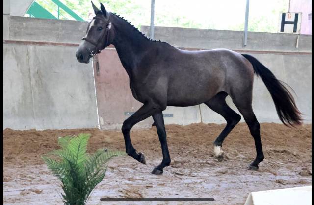 Apprenti cs jeunes chevaux