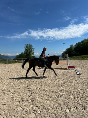 à vendre - jument 13 ans 1m63