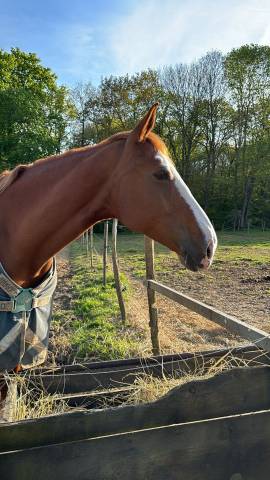 Vend jument sf de 11 ans 