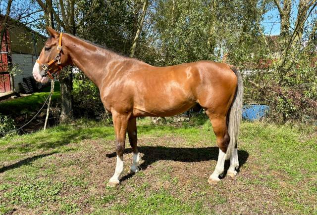 Kaprice hg hongre de 6 ans