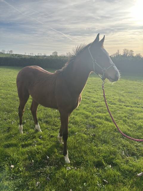 Magnifique poulain par cannabis d’albain