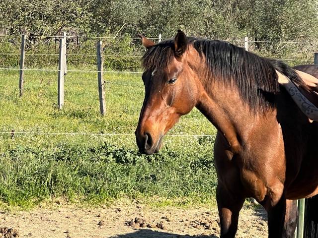 Jument espagnole 6 ans