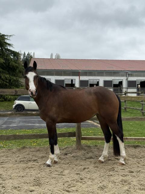 Lady, jument de 5 ans 