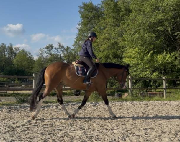 Lady, jument de 5 ans 