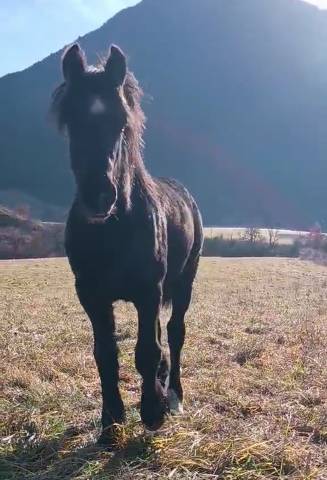 Poulain gypsian (irish cob x frison)
