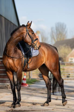 Jument kwpn cheval de sport néerlandais a vendre 2022 brun par giano
